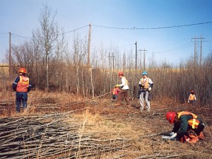 Collection of live cuttings in April 2004 