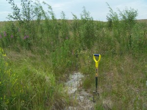 Brush sill growth in Alpha Swale, July 2007 