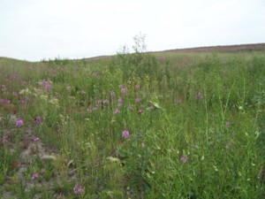 Alpha Swale, July 2007 