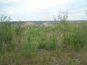 Alpha Swale, July 2007 