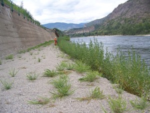 Riverbank Section 1A, August 2008