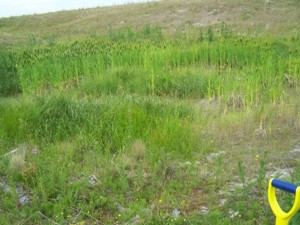 Wetland at top of Alpha Swale, July 2007 