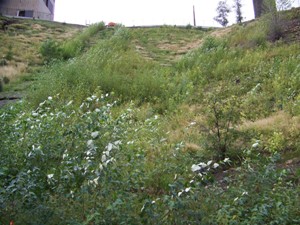 Hillside Unit 3, August 2008