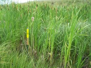 Aquatic plant establishment, July 2007 