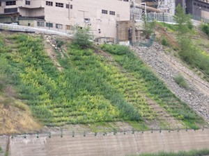 Hillside Unit 1 South, August 2008