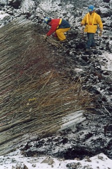 Placement of cuttings in trench and covering middle of sill with fine branch trimmings