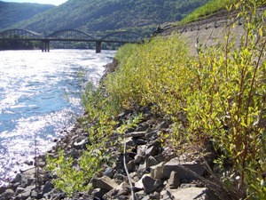 Riverbank Section 1, May 2008