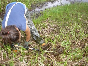 Collection of wetland vegetation propagules