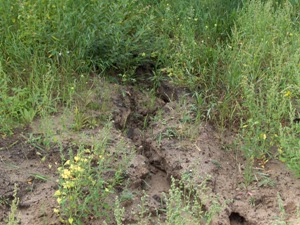 Rills in-filling with vegetation, September 1, 2006 