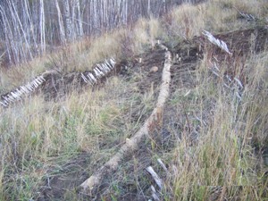 New brush layers and straw wattles installed , October 2007 