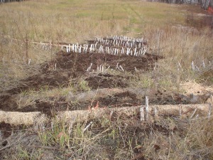 New brush layers and straw wattles installed , October 2007 