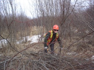 Collection of live willow cuttings, April 2006