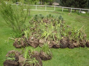 Clumps of wetland vegetation propagules ready for planting 