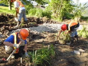 Planting wetland vegetation 