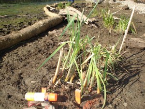 Planting wetland vegetation 