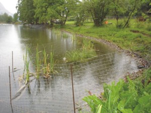 Vegetation about two months after planting 