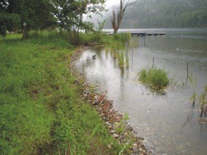 Vegetation about two months after planting 