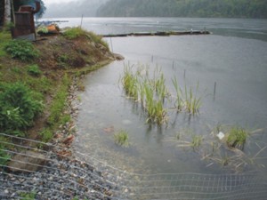 Vegetation about two months after planting 