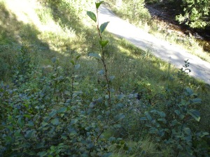 Upper site showing alder seedling growth summer 2005 