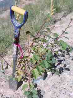 Site 1 alder growing, September 2005