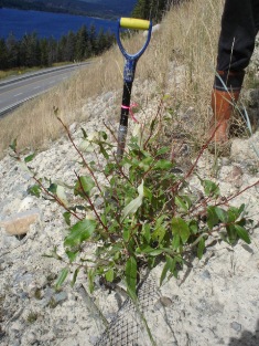 Site 1 cottonwood cuttings growing 