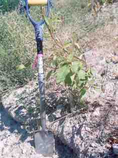 Site 1 cottonwood cuttings growing, September 2005