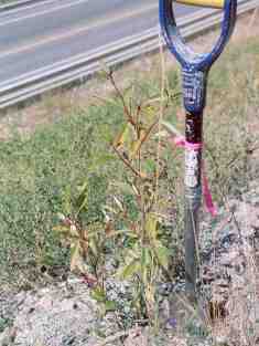 Site 1 cottonwood cuttings growing, September 2005