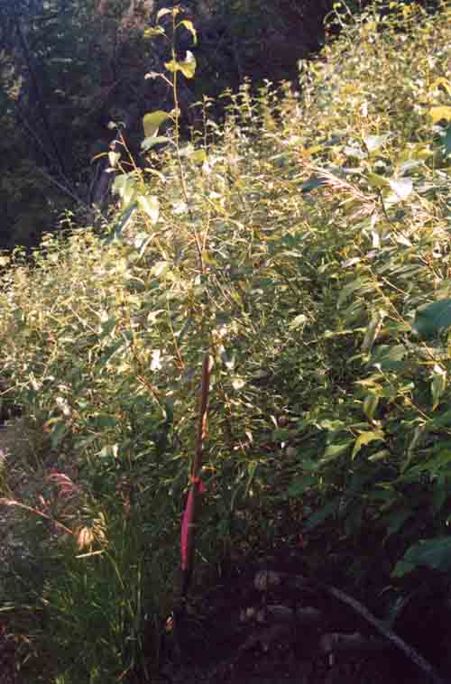 Brush Layer Growth July 2004