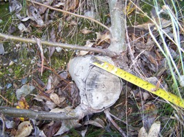 Large diameter Populus balsamifera ssp. trichocarpa
